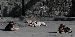  سرپرست شهرداری مسجدسلیمان: اختصاص ۳ میلیارد تومان اعتبار برای جمع‌آوری سگ‌های ولگرد