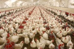 از امشب( یکشنبه) مرغ کشتار روز با قیمت کیلویی ۲۵ هزارتومان در اختیار مردم قرار خواهد گرفت