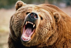 حمله خرس به جوان ۲۶ ساله اندیکایی