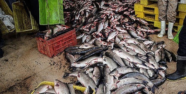 پیشگیری از عرضه بیش از 80 کیلوگرم ماهی غیر بهداشتی در شهرستان اندیکا