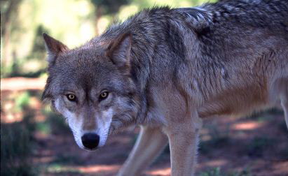 حمله خونین گرگ های گرسنه به یک چوپان در منطقه ارتفاعات سفیدکوه بخش بازفت